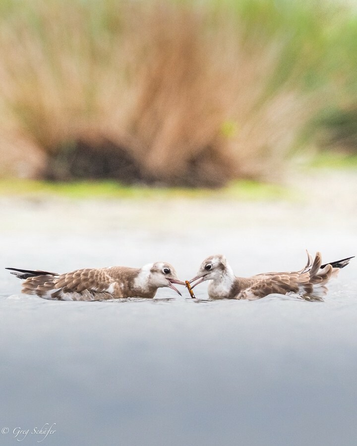 Seid nett zueinander. Be kind to each other. #Gulls #gullslive #nordseeküste #schwarzkopfmöwe #möwe #vogelfotografie_deutschland #featherperfection #best_birds_of_ig #birding #birdphotography #wildlife #europeanwildlife #germanwildlife #igershh #birdlove… instagr.am/p/CRBk8pHM0Uk/