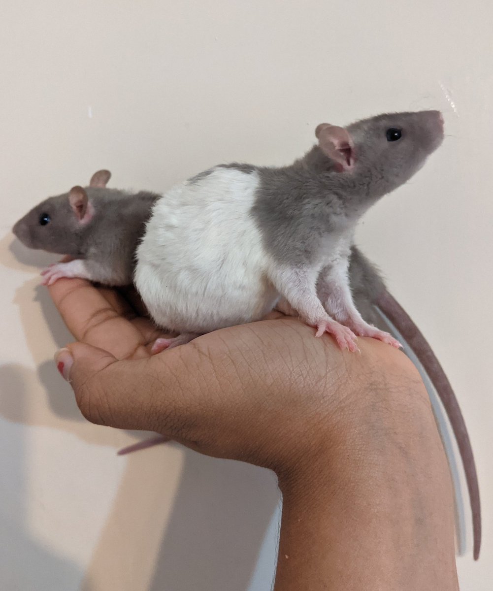 silversrattery's tweet photo. Two sisters looking for a forever home!

#rats #petrats #ratsoftwitter https://t.co/2NQaBMHnY0