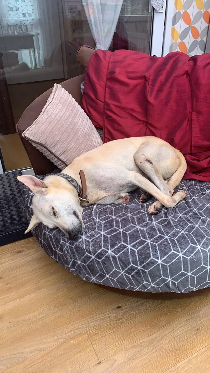 MiriMission's tweet photo. UPDATE: Selim.....we think it is fair to say that Selim is settling in very nicely with his foster family ❤️🐾
#notmybed #ifIfitsIsits #Ilovesleep #dogsoftwitter #dogs #AdoptDontShop #MakeADifference #animals #sleep #Foster #animallovers #wednesdaythought #HumpDay #happy https://t.co/vMrtpb3ZeX