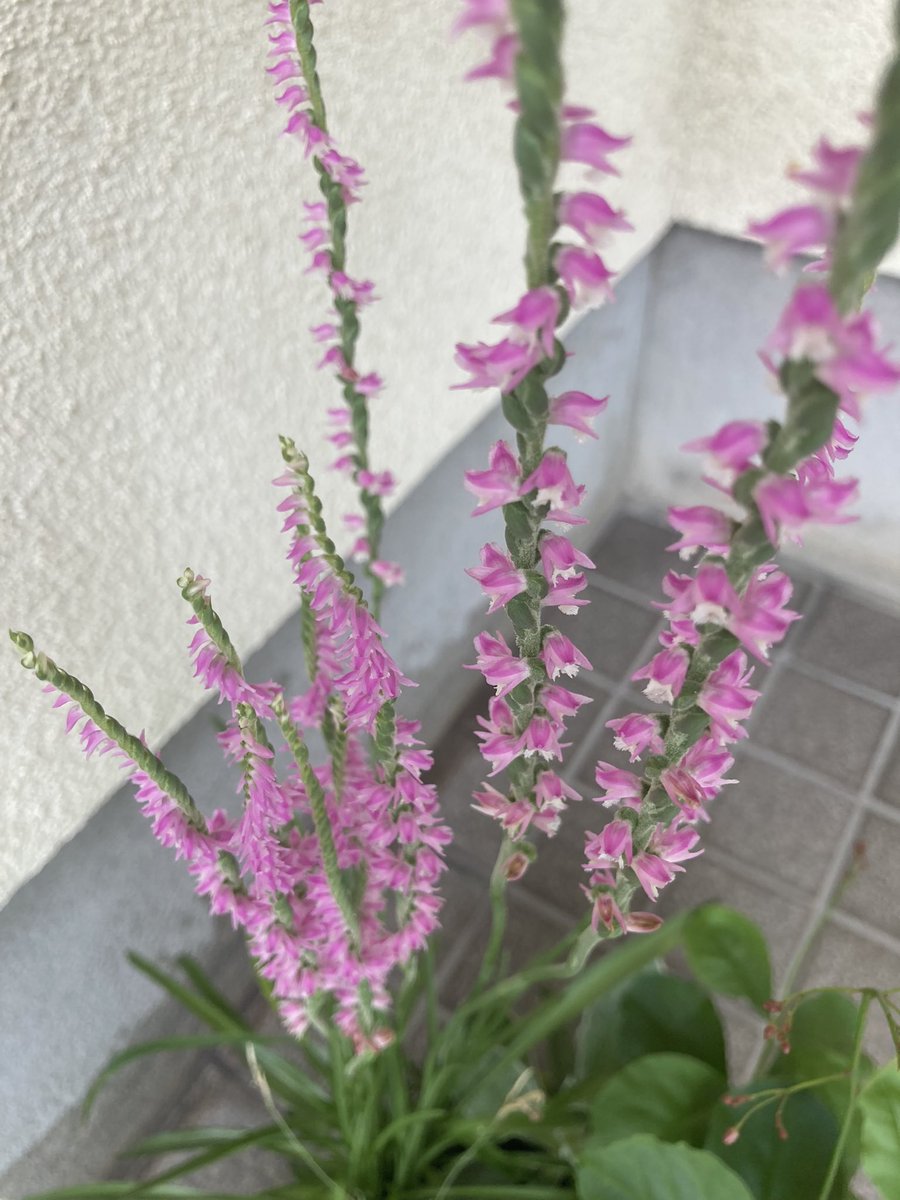 たかちゃん 花 花はただその生命のおもむくままに 無心に咲き 無心に散っていきます 誰の為でもなく ためらいも不平もなく そのすがたを誇ることもなく 与えられた場所で ただありのままに精一杯咲くだけです そんな 花 にいつも感謝してい たかちゃん 花 花はただその生命のおもむくままに 無心に咲き 無心に散っていきます 誰の為でもなく ためらいも不平もなく そのすがたを誇ることもなく 与えられた場所で ただありのままに精一杯咲くだけです そんな 花 にいつも感謝してい
