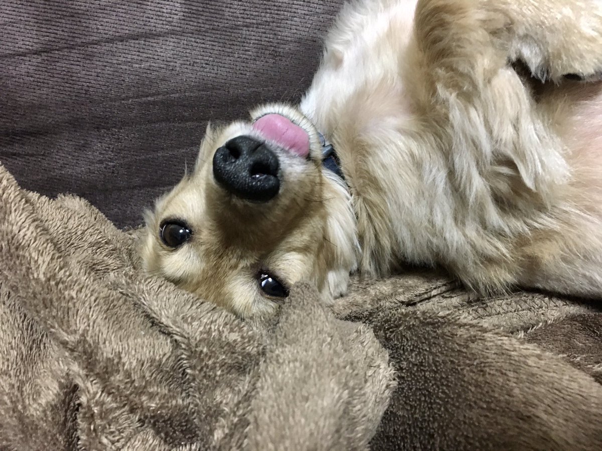 へそ天しながら舌を出す犬氏 まきえもんのイラスト へそ天しながら舌を出す犬氏 まきえもんのイラスト