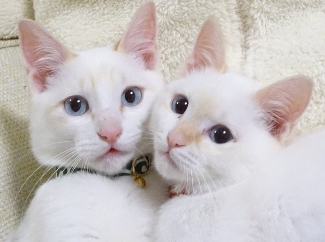 ささかまねこ 白猫だったのが徐々に茶色くなり 立派な笹かま猫になりました 笹かま猫の日 笹かま兄妹 T Co Kdbvdvau9y Twitter ささかまねこ 白猫だったのが徐々に茶色くなり 立派な笹かま猫になりました 笹かま猫の日 笹かま兄妹 T Co Kdbvdvau9y Twitter