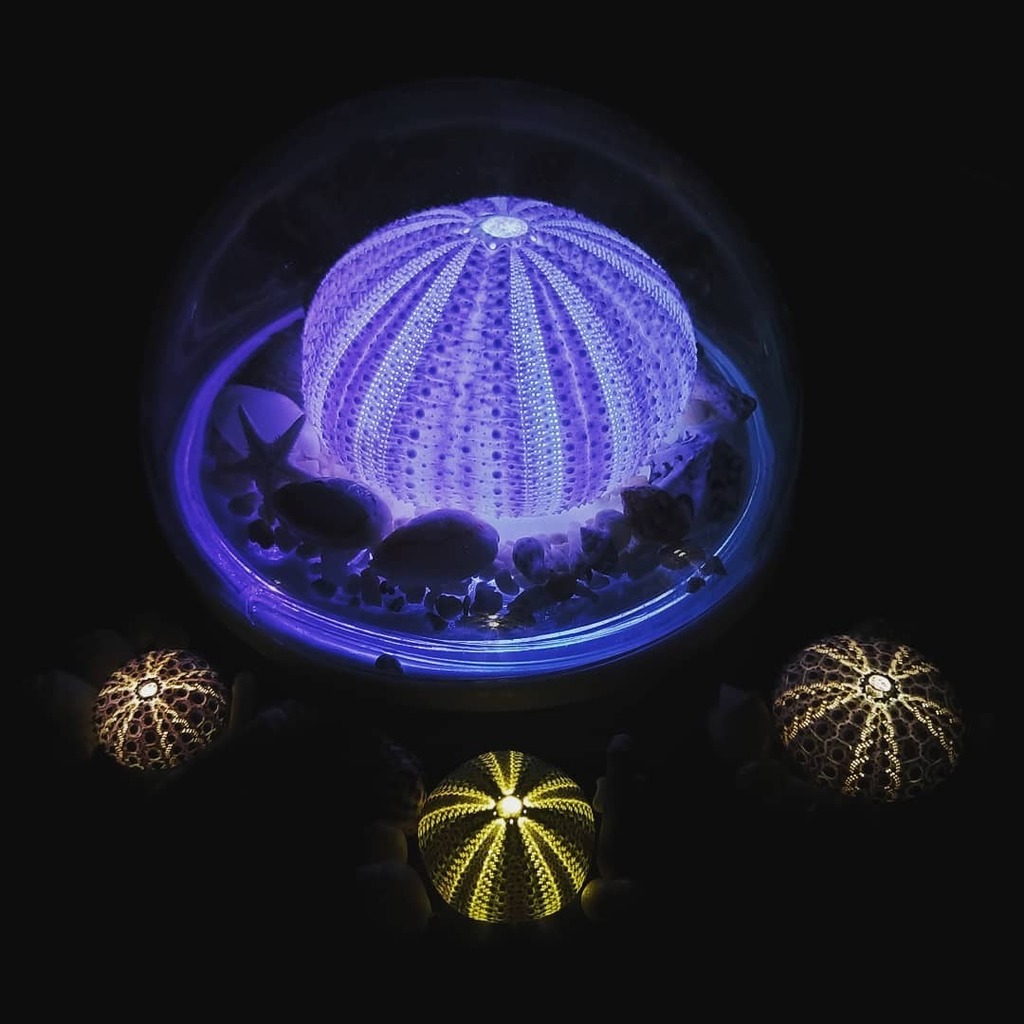 Na Function ウニランプ作ってます Na Function Twitter