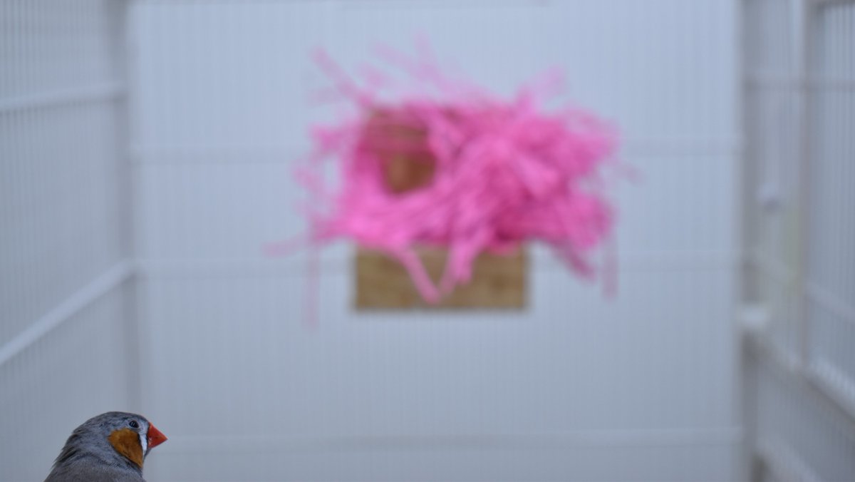 UAlberta's tweet image. Like archeologists learning how past humans built their homes, birds can learn to build nests by observing unoccupied ones, according to a new study: bit.ly/3qQeaps #UAlberta #AnimalLearning #birds

@ualbertaScience @Psych_UAlberta @NSERC_CRSNG