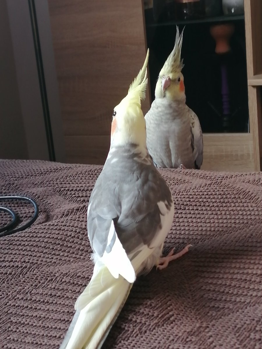 SarittaCalvo's tweet photo. Llegar a casa todos los días y escucharos chiflar con una alegría inmensa.. #Pichi #Pequeñillo 🐦💞 https://t.co/kK5sO8PTu3