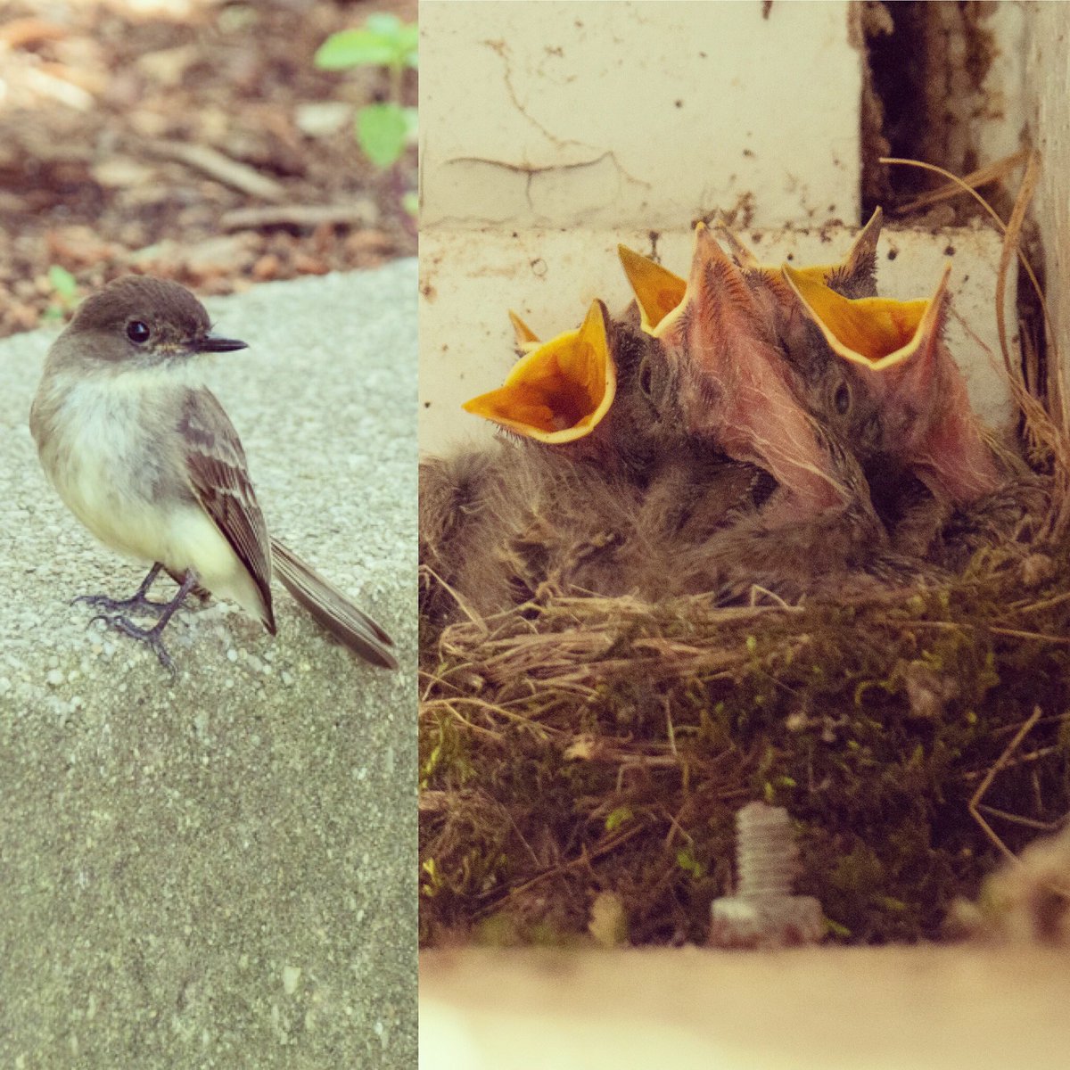 wildbird7370's tweet photo. Phoebeβs babies saying, βfeed me!β π¦
#easternphoebe #babybirds #birdnest #nestingseason #birdcentered #birdtwitter #birdfeeding #backyardbirds #bestbirdshots #birders #birderslife #birdwatching #naturelovers #getoutside #wildbirdcentersofamerica https://t.co/4l7K3vSUaV