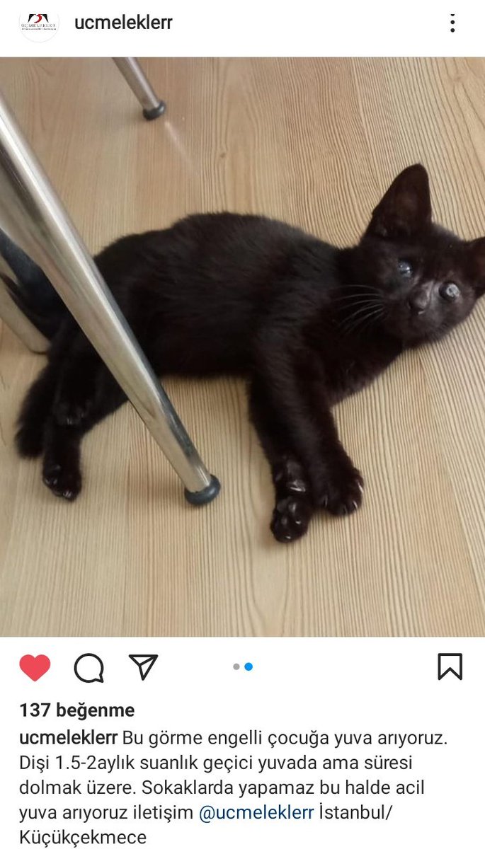 Lütfen paylaşım desteği, kör kedi yuva arıyor 1,5aylik şu an geçici yuvasındaymis, ömürlük yuvasını bulalım mı 🥺
 İstanbul Küçükçekmece #engellicanlaraöncelik