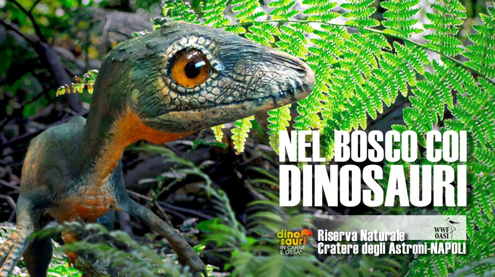 NATURA e DINOSAURI 💚🦖

Un esperienza suggestiva alla scoperta dei #dinosauri all'ombra dell'<a href="/OasiAstroni/">CrateredegliAstroni</a> di #Napoli. Sabato, Domenica e festivi ore 10-18 (chiusura biglietteria ore 16) su prenotazione compilando il form 👉 bit.ly/prenotazioni-a…

Info👉dinosauricarneossa.it/napoli
