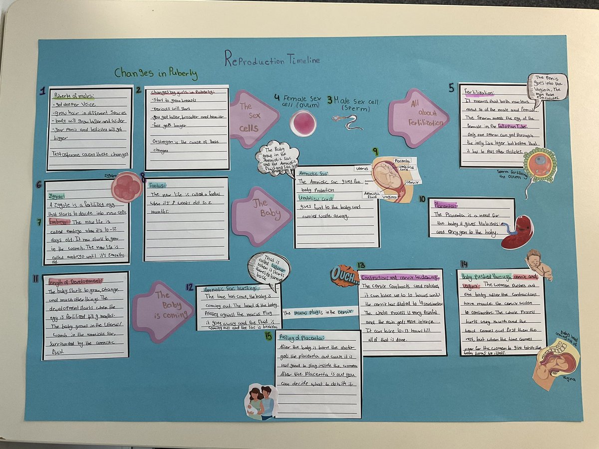 Year 6 Reproduction Timeline Posters. Students created posters that outlined the process of fertilization —> foetal development —> birth. These were some great examples of work 🤩
