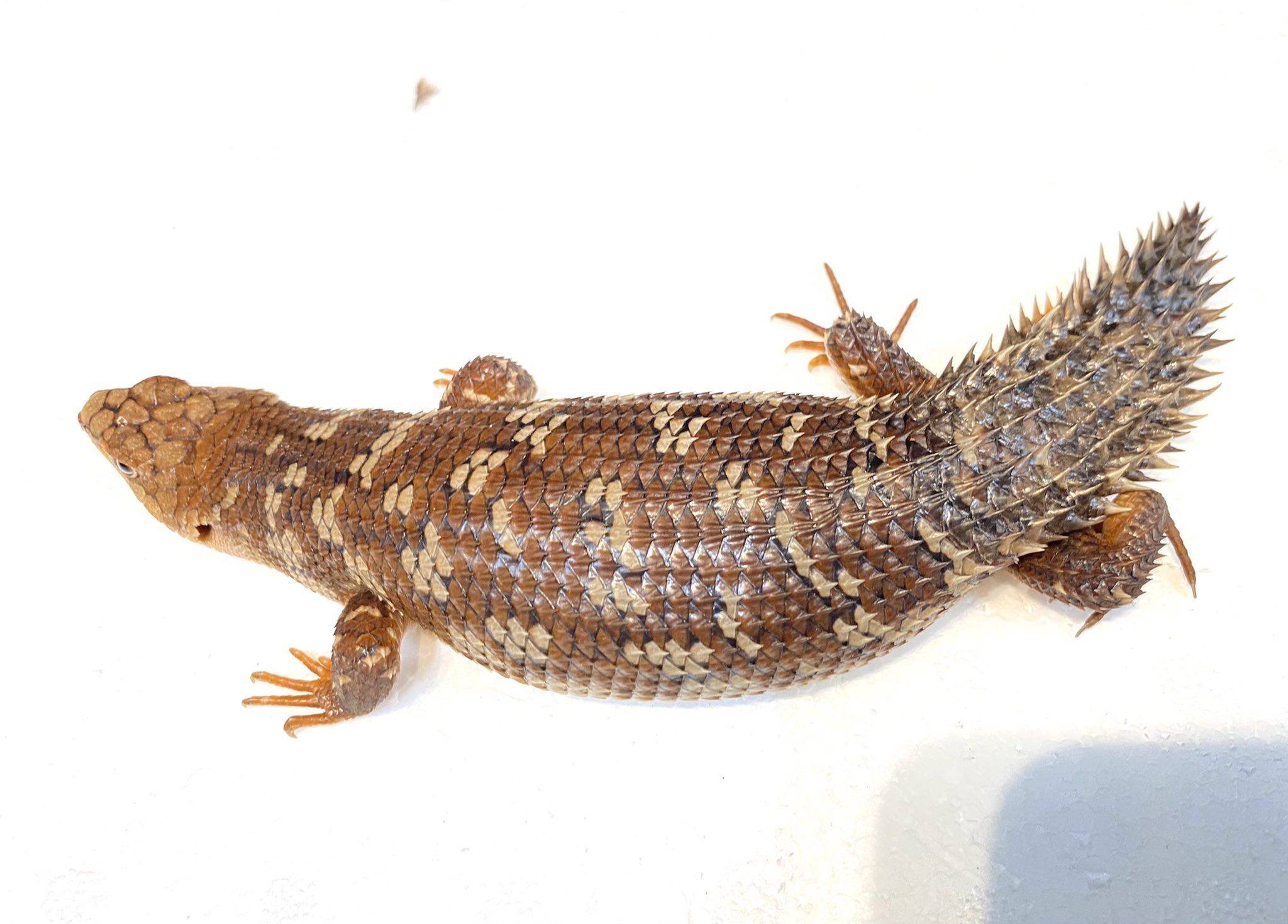 ジュラの杜 爬虫類カフェ 専門店 仙台 超希少種 ストケスイワトカゲ バディア まず見かけない超希少 豪州西部にのみ棲息するストケスの亜種です 明瞭な模様が残り ストケスの中では大型になる為 非常に見応えが出てきます 1年ほどストックされ