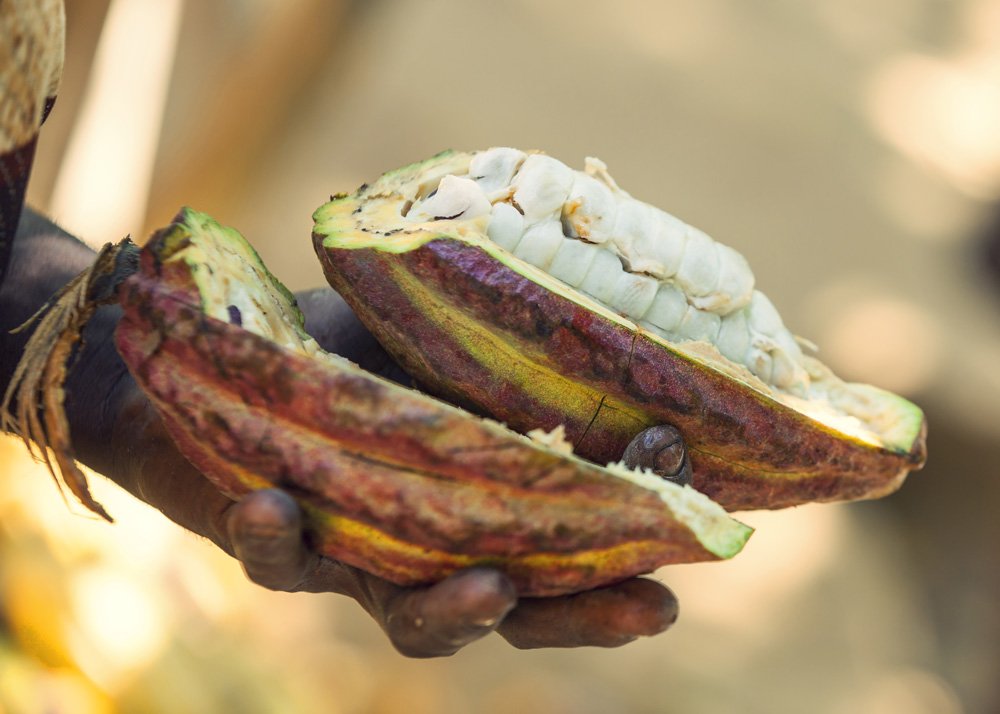 Le meilleur cacao du monde se trouve à Ambanja au nord de l'île 🥰 c'est pourquoi Madagascar 🇲🇬 est réputé produire l'un des meilleurs chocolats du monde 🌍
bit.ly/3AeFlP0