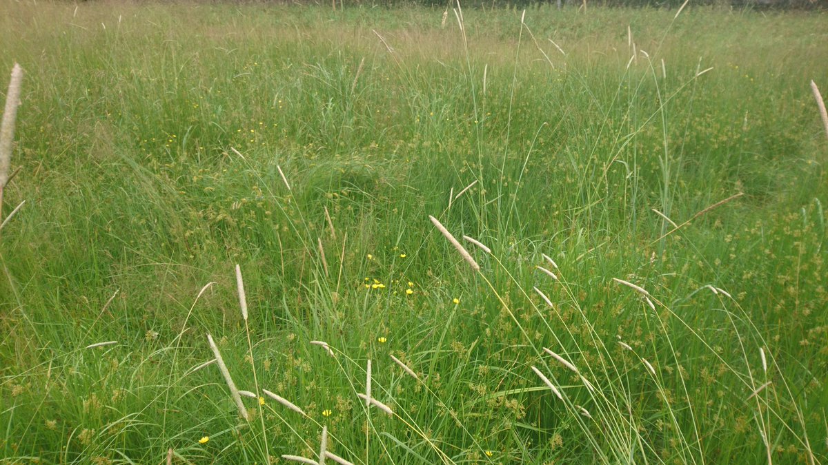 JHTHoppenreijs's tweet image. Expanding my range today! #Grassland inventory for a database on #PlantDiversity and #NutrientAvailability (read more on vegsciblog.org/2021/03/01/inv…) @RivEM_Karlstad @IAVS5 @IavsYoung