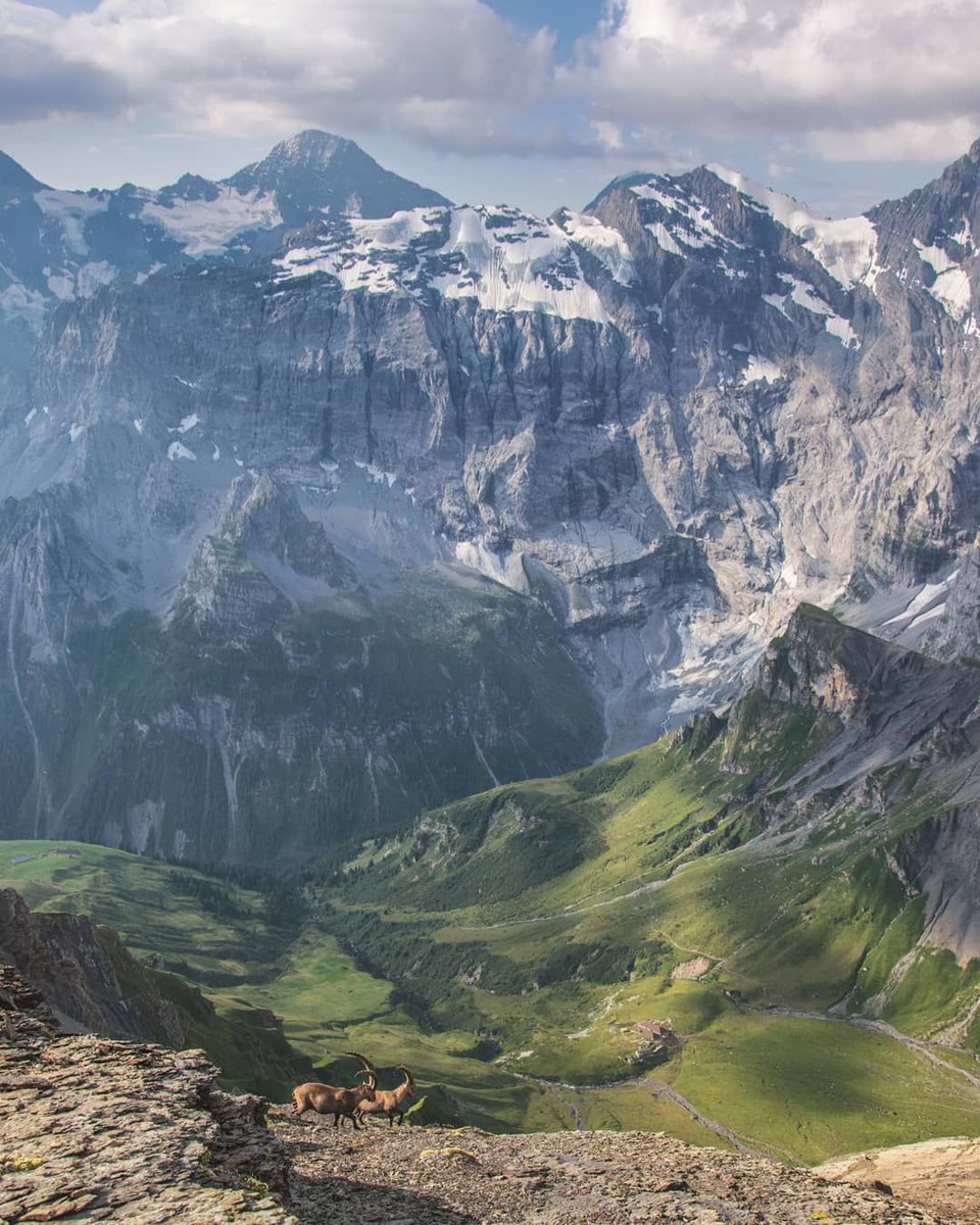 Jungfrau Region (@jungfrauregion) on Twitter photo The capricorns are visiting us! 🏔️😍
@murren007 | <a href="/madeinbern/">madeinbern</a> | <a href="/MySwitzerland_e/">Switzerland</a>
#DiniWält #jungfrauregion #Mürren #village #sunshine #capricorns #mountains #favourite #madeinbern #inLOVEwithSWITZERLAND #switzerland
⠀
📸 instagram.com/michaelmeusbur… The capricorns are visiting us! 🏔️😍
@murren007 | <a href="/madeinbern/">madeinbern</a> | <a href="/MySwitzerland_e/">Switzerland</a>
#DiniWält #jungfrauregion #Mürren #village #sunshine #capricorns #mountains #favourite #madeinbern #inLOVEwithSWITZERLAND #switzerland
⠀
📸 instagram.com/michaelmeusbur…