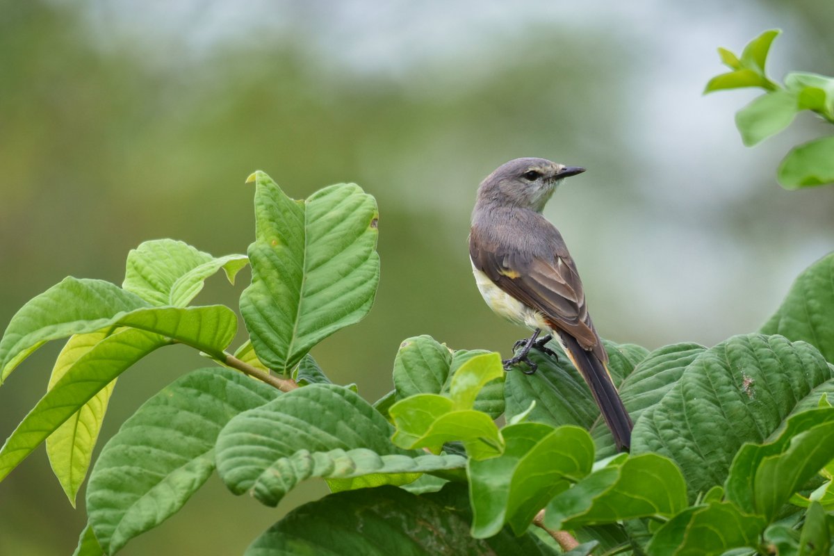 ShivaJmc12's tweet photo. We are minivets with super heart... 
#Pericrocotus @pargaien @UNEP #IndiAves 
@HarithaHaram #Luv4Wilds #ThePhotoHour 
@NikonIndia #nature @NatGeoEducation #birding 
@BeautyNature___ @TwitterMedia #BBCWildlifePOTD #TwitterNatureCommunity #birds @natgeowild
#BirdsSeenIn2021 #life https://t.co/bfEC3VgRvv