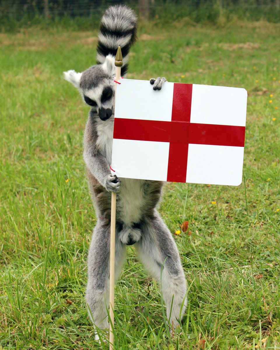 Are you ready? Our Lemurs have just about finished putting their decorations up.

#euro2020 #itscominghome #england #football