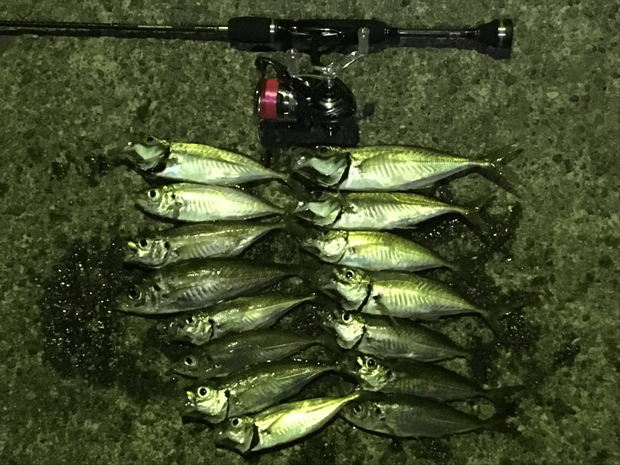 デトリタス Det Ritus Twitter