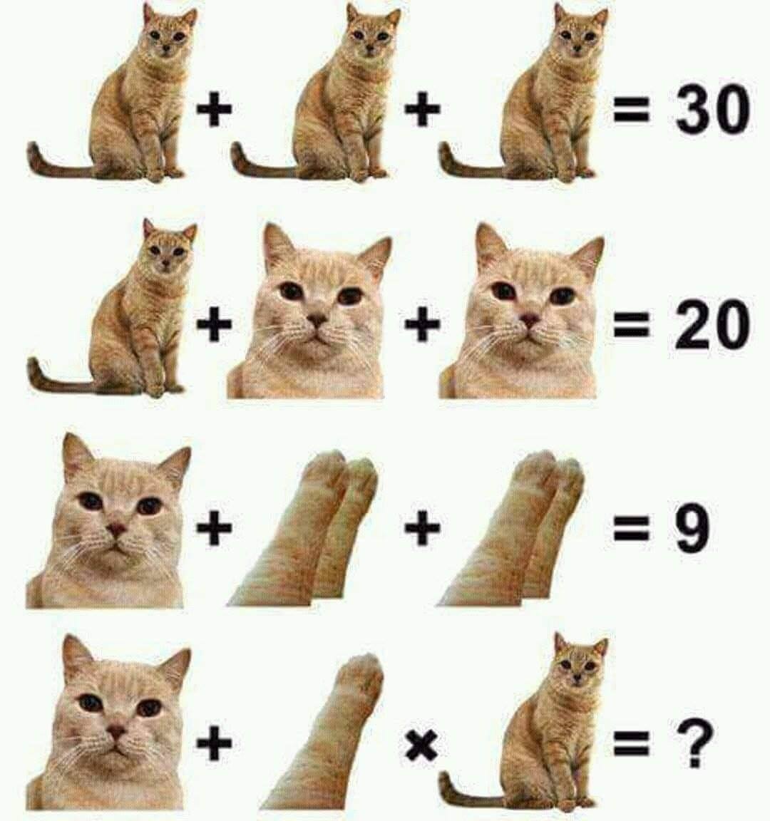 Bichinhos fofinhos pra quem ta cansado tweet media