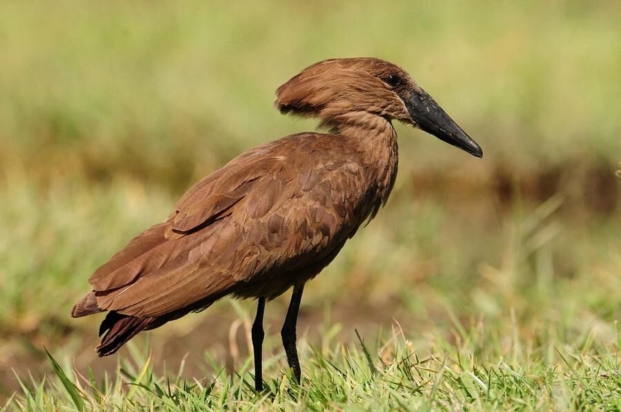 Doug Postels tweet media