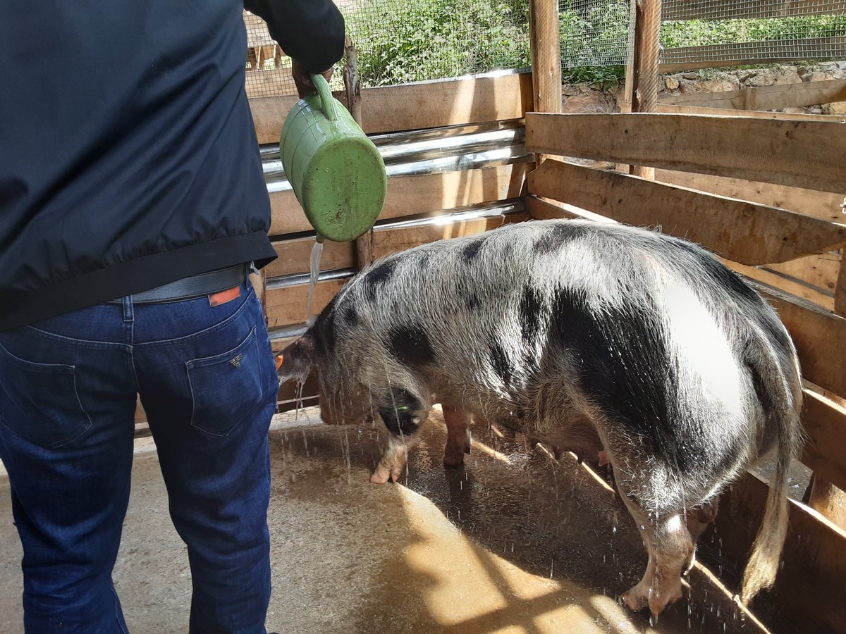 #FarmTips
Hot days, a drag for pigs! Pigs feel the heat just like we do, only they can't sweat it off

This inability to cool themselves leads to heat stress. As a pig #farmer, this can lead to impaired production from your pigs due to heat stress.

#FarmManagement