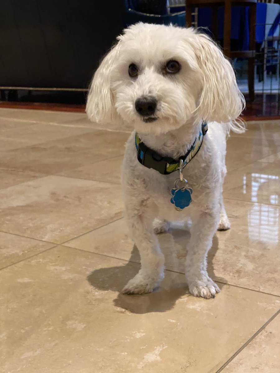 SirBailey2's tweet photo. Mommy’s not happy that Elsa lady will be here all day 💦 I’m happy. I made good potty when the rain stopped. Got a treat. Mommy messed up cracking a hard boiled egg 🥚 I was the beneficiary 😊🐶🐾 #anditisnoteven10amyet #gooddaysofar #dogsoftwitter #adogslife #doggo #pets https://t.co/6zowxFYqEx