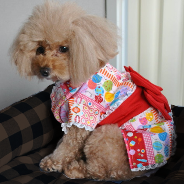 MSakiizu's tweet photo. 七夕にぴったりな浴衣や甚平！かわいいわんちゃんがもっとカワイく
#犬浴衣 #犬甚平 #ドックウェア #犬夏服
https://t.co/9sk9gzZVKt
https://t.co/pyIBpOZNOM https://t.co/EN1IKOUGLm