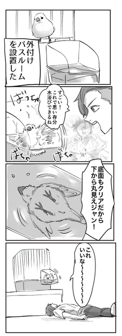 文鳥初心者漫画#文鳥#日常漫画 