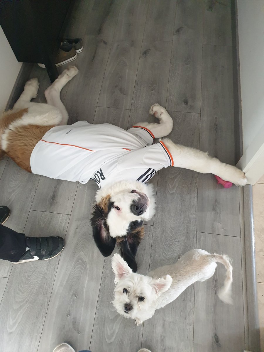 _kera_chan_'s tweet photo. @launidad5 Wtf con la gente, pero bueno todo el mundo pasa fotos de sus perritos así que aquí tienes los míos https://t.co/MBZ8OsjOBU