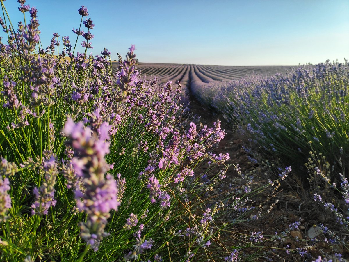 Estos campos están en VILLARES DEL SAZ, Cuenca. Repito, en VILLARES DEL SAZ, EN CUENCA, kilómetro 132 de la A-III.