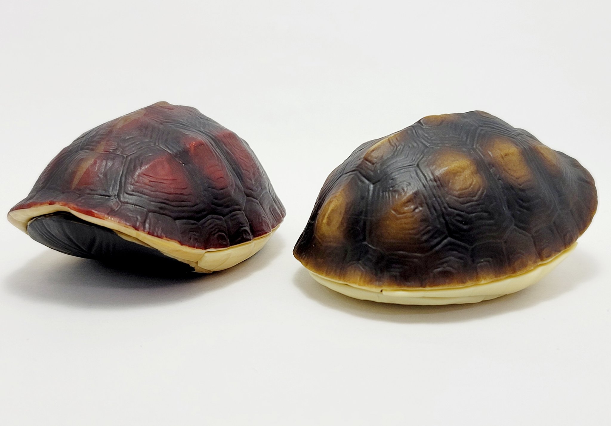 イシガメセマルハコガメ甲羅剥製標本ネイチャーテクニカラー