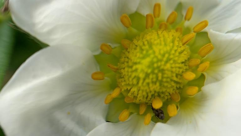 Bioline AgroSciences International tweet media