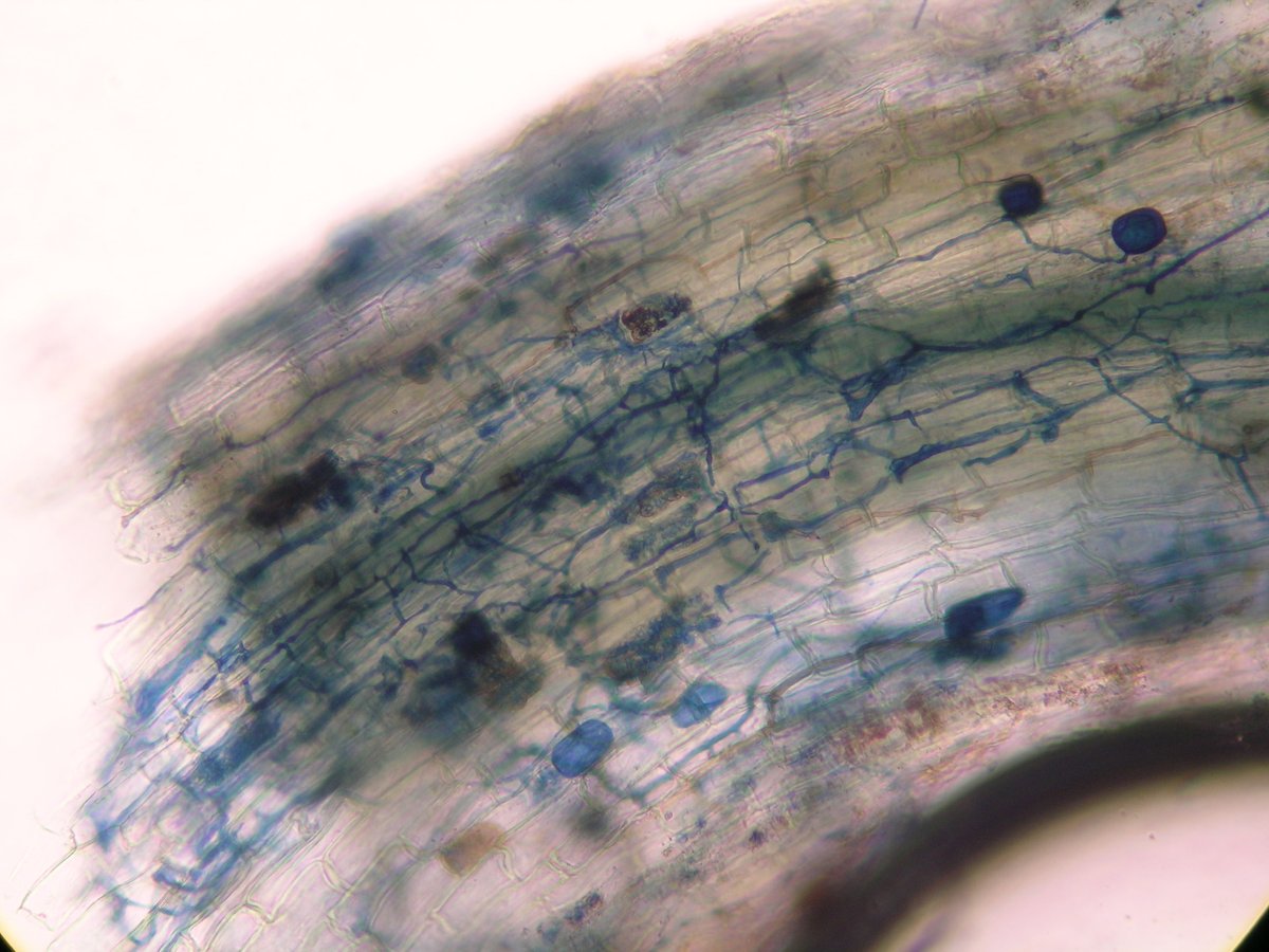 Oikos_Journal's tweet photo. Direct and indirect effects of global change on mycorrhizal associations of savanna plant communities
https://t.co/IsAjBQ0I7W
@WileyEcolEvol@NordicOikos #ecology #grazing #root #pathogens #warming #climatechange #endophyte #drought #functionaltrait #fungi
📸 CM Navarro-Fernández https://t.co/BG2WTE6kPG