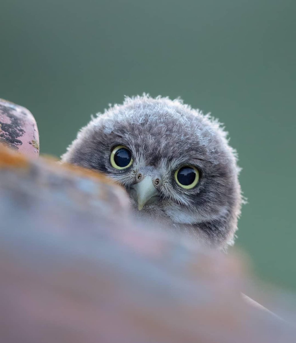 BBC Earth tweet media