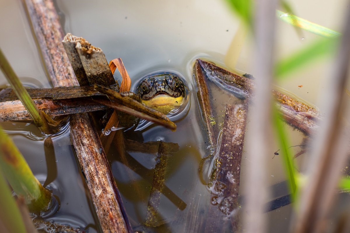RougePark's tweet photo. #DYK reptiles like turtles are great indicator species? @ParksCanada has teamed up with @TheTorontoZoo to monitor and release Blanding’s Turtles in #RougeNUP to help inform restoration projects in park wetlands. #WildlifeWednesday https://t.co/eTvrQfZbXd https://t.co/fDxXaC5ILQ