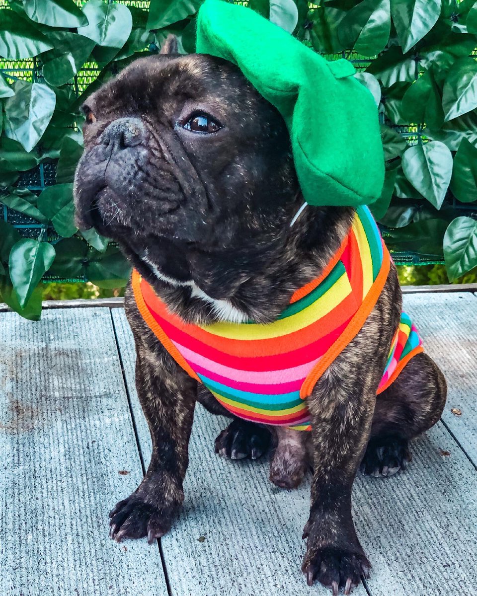 weeweefrenchie's tweet photo. I hope there’s a breeze because mom asked if I tooted. If I don’t look at her, that means I’m innocent, right? 😒
.
#weeweefrenchie #weebabyphoenix #wontlookwednesday #notme #tootsies #dogsinhats #frenchiebulldog #frenchbulldogoftheday #mydogisfamily #mycutestfrenchie https://t.co/nzR9vlurpf
