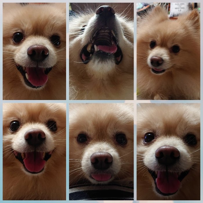 ポメラニアンが世界で1番可愛い Twitter Search Twitter