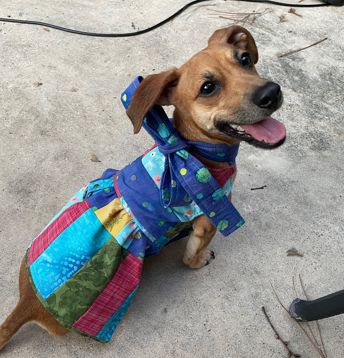 HannahLPowers's tweet photo. my girl Dolly and her Coat of Many Colors 🥰 @DollyParton https://t.co/PR3ypWcAkO