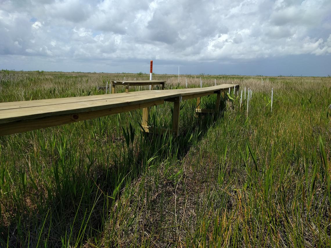 A platform extends into green marsh vegetation
