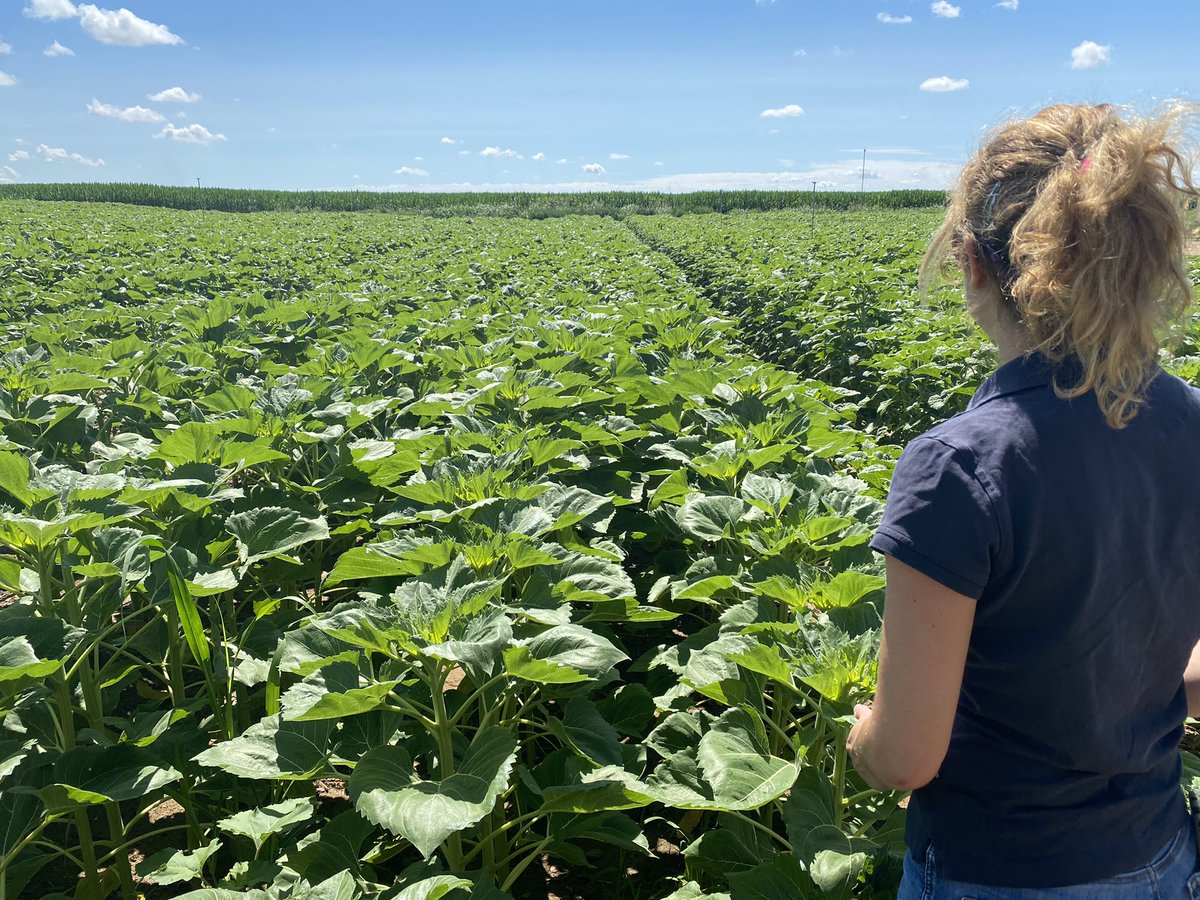 JoseRamonAcin's tweet photo. Y el verano va sigue. 🌞
Ya a están nuestro girasoles de multiplicación empezando a marcar la flor 🌻. 

Hora por lo tanto de decidir, con Marie de @MASSeeds donde pondremos las colmenas que favorezcan la politización 🐝🐝

#semillas #girasol #agricultura #sostenibilidad https://t.co/Owfr280E6F