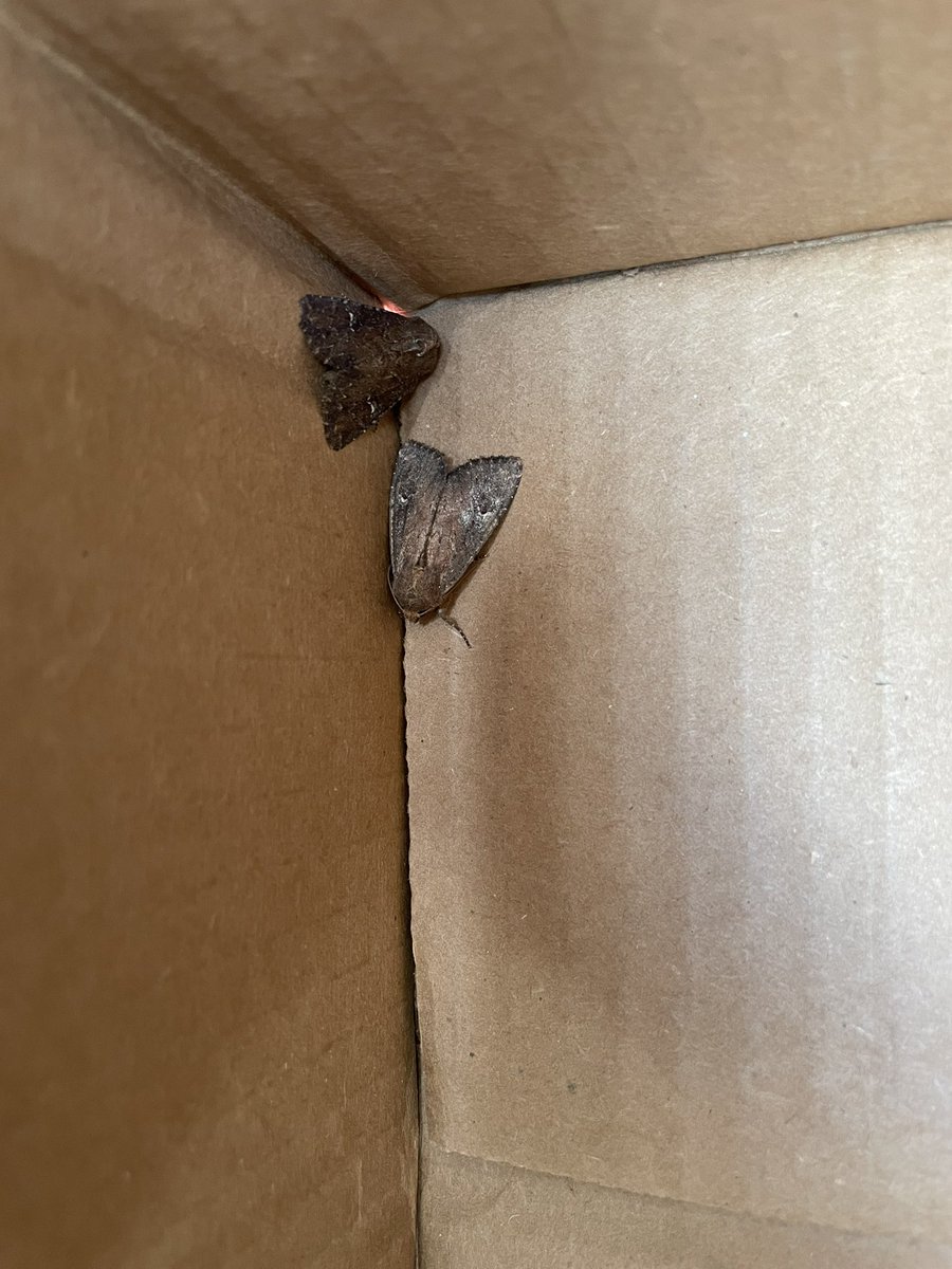 loopholefarms's tweet photo. Are these bertha army worm moths? Seeing them all over the place the last couple days. #bugtalk #agtwitter https://t.co/M4fX6GzM2U