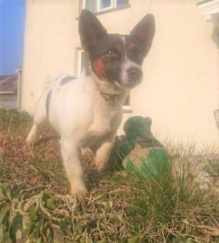 millypod1's tweet photo. ๐6 JULY 2021. BELLA #Lost #ScanMe
OLDER Tri Colour Jack Russell Terrier Female
#Knowstone #SouthMolton #Devon #EX36
SIGHTINGS PLZ โ๏ธ07909091729
https://t.co/QtpRCHB31a https://t.co/f4HUA2mK4E