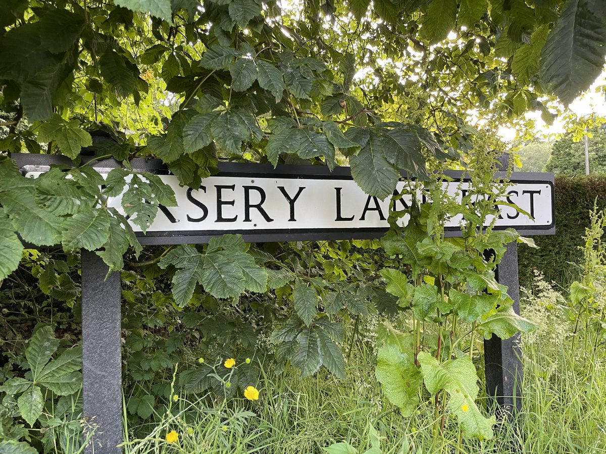 davidsilkstone's tweet photo. Some more painted stones hidden - can you find them here in the #Harrogate #Pinewoods? #PinewoodsRocks #Silkstones https://t.co/qJSTX7Ask7