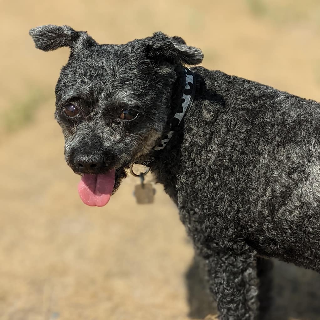 BaileyAndTheLa1's tweet photo. Back to #CrocusPrairie today! And hopefully this time, no ticks followed us home. π¬
-
#dogs #dogsoftwitter #dogsofyxe #saskdogs #adventure #toughlife #shaggymonster #littlelambontheprairie #walkies https://t.co/Lm2AKGZwkn