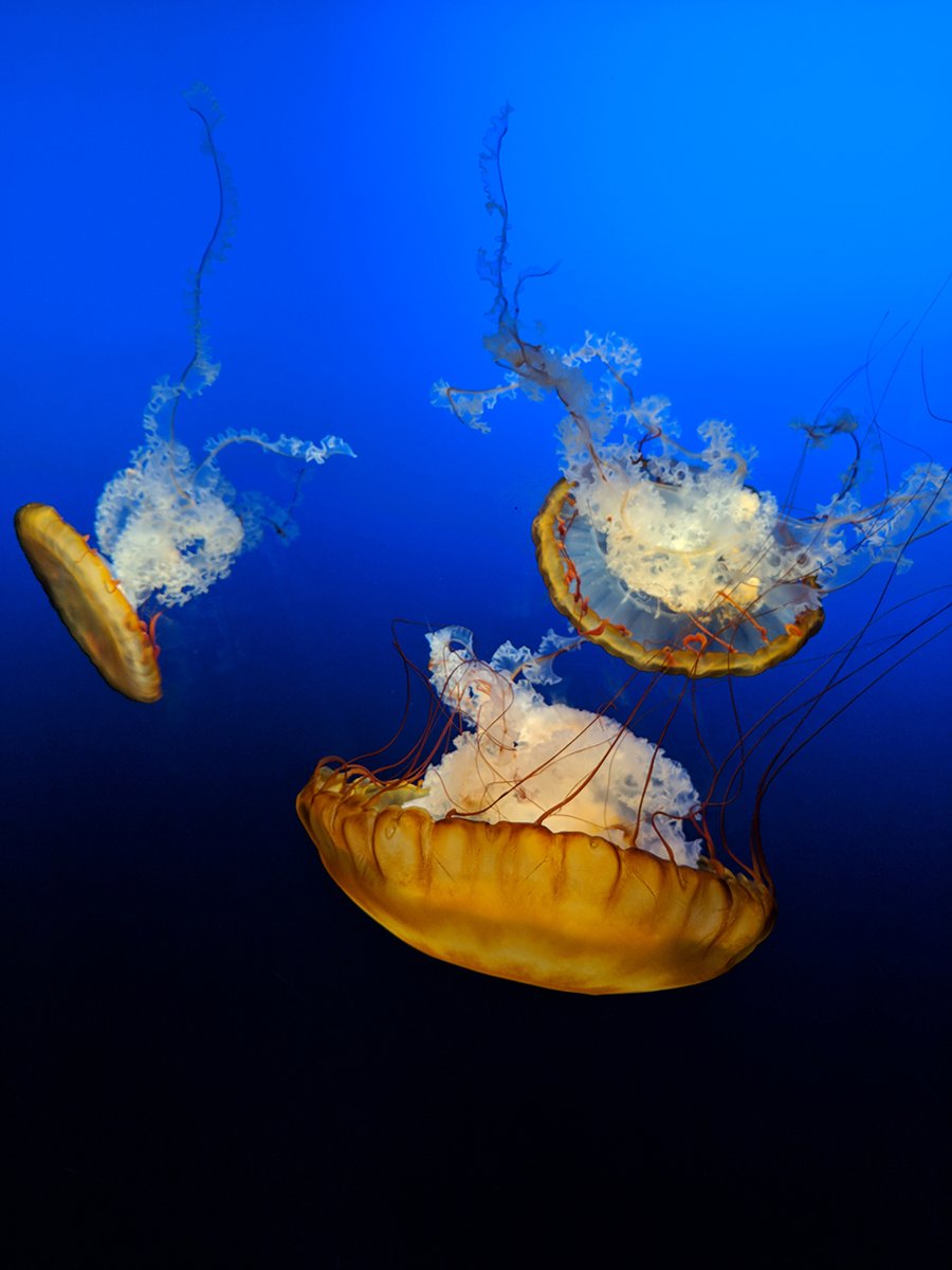 Phillip Power always wanted to try underwater photography, but, limited by geography, he had to get creative, resorting to the Henry Doorly Zoo and Aquarium in Omaha, Neb., to spy these sea nettles.

<a href="/MensaBulletin/">Mensa Bulletin</a> #OpeningShots