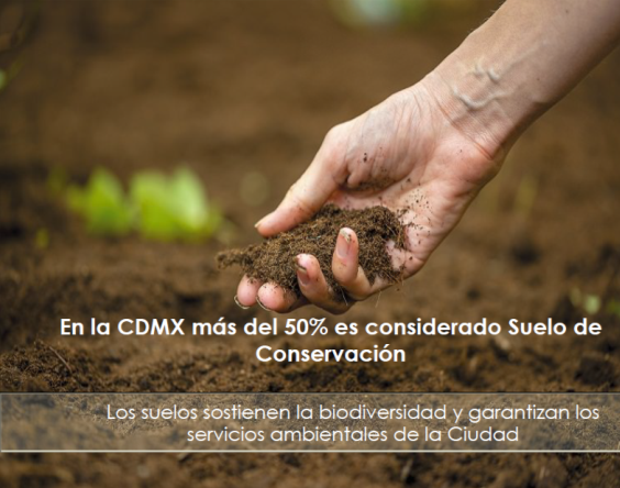 Día internacional de la conservación del suelo. Captan agua, regulan el clima y mejoran la calidad del aire entre otros servicios ambientales que nos proporcionan.