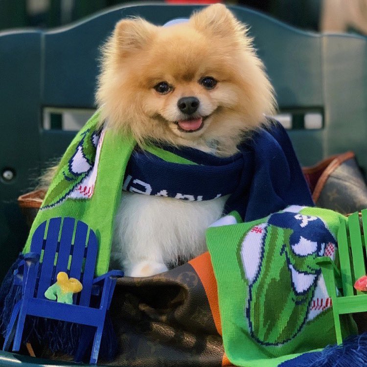 picklesbaseball's tweet photo. Woof Wednesday. Tonight. Bring ALL the dogs.

Tickets: https://t.co/qwjZe4mTUy https://t.co/sHnbl1uxrH