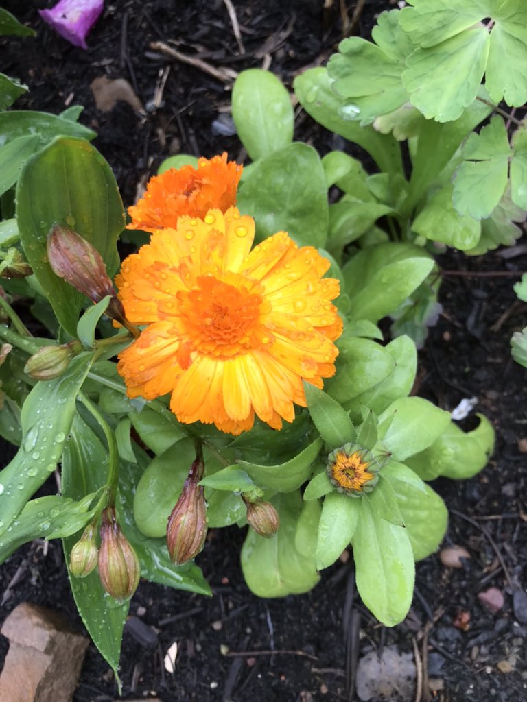 space to grow mental health growing project (@space_grow) on Twitter photo Raindrops kept falling on our heads 🎶🎵#buildingacommunity #naturetherapy #theraputicgarden #WellbeingWednesday #socialtheraputichorticulture <a href="/MentalHBorders/">NHS Borders Mental Health</a> <a href="/NHSBorders/">NHS Borders</a> <a href="/worknwellbeing/">NHSBWork&Wellbeing</a> Raindrops kept falling on our heads 🎶🎵#buildingacommunity #naturetherapy #theraputicgarden #WellbeingWednesday #socialtheraputichorticulture <a href="/MentalHBorders/">NHS Borders Mental Health</a> <a href="/NHSBorders/">NHS Borders</a> <a href="/worknwellbeing/">NHSBWork&Wellbeing</a>