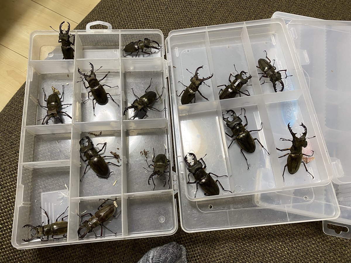 今日は数年ぶりに70アップが取れて
満足できた1日でした。
数時間の街灯周りで48匹ものミヤマが取れたのも
数年ぶりでした。
楽しかった。笑