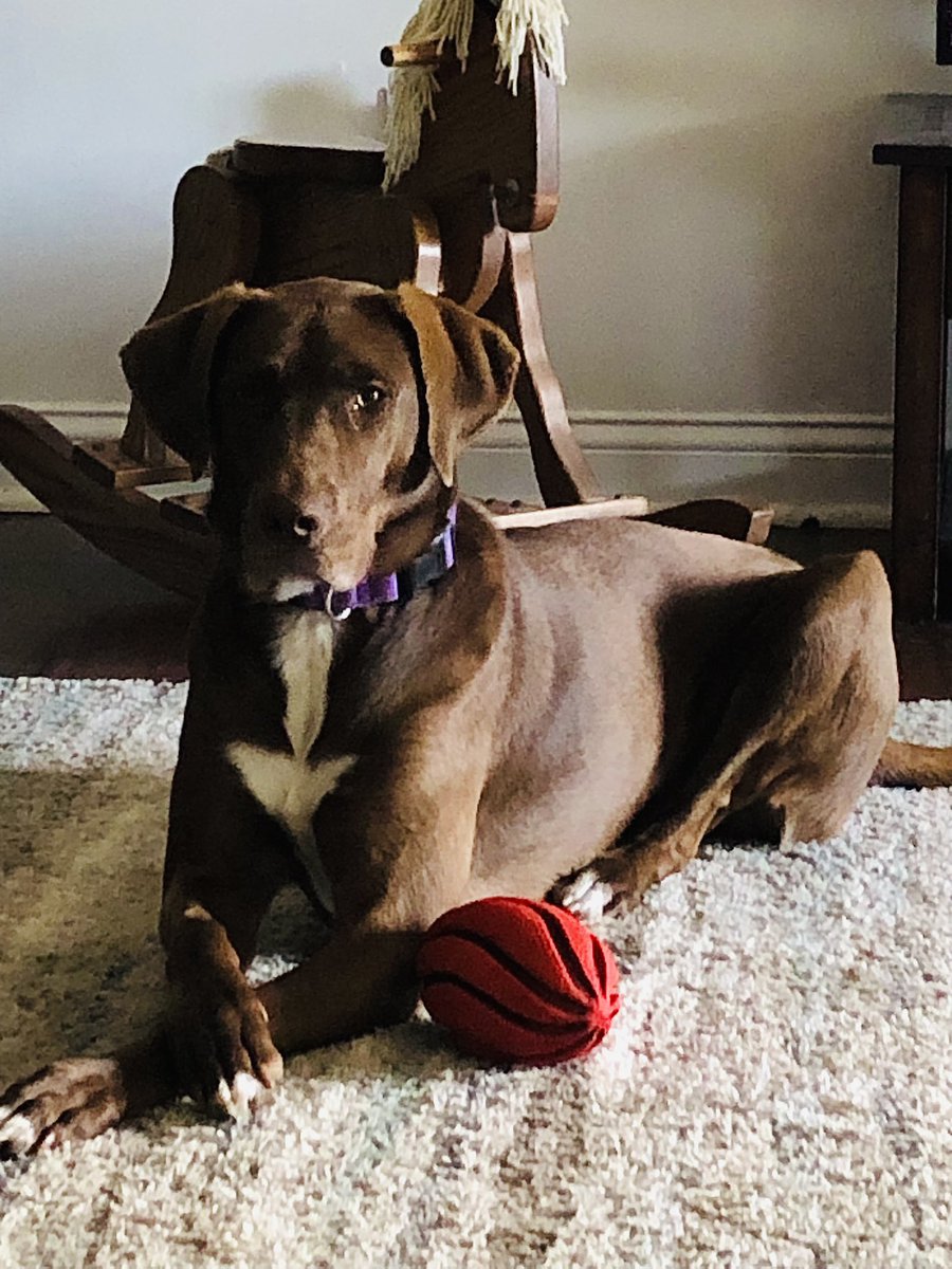 tleekirschner's tweet photo. #strikeapose #doggymodel #sheshouldbeinmagazines #DailyDoseOfCoCo🤎🐾 https://t.co/Z14TIVTm13