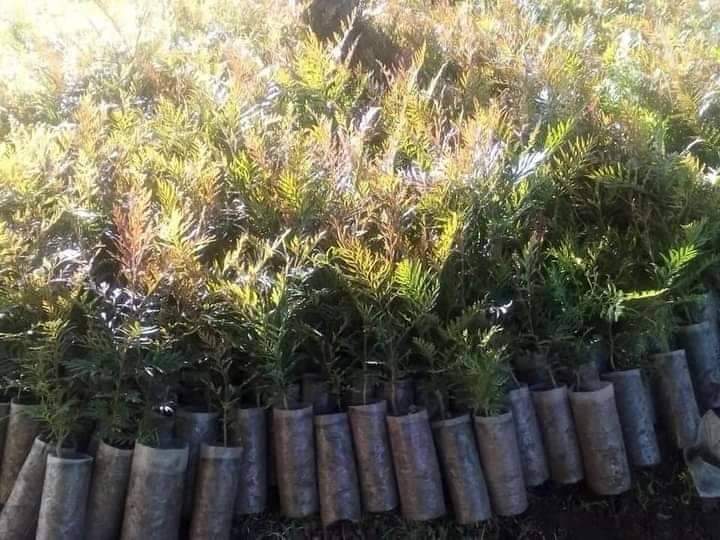 Dr_JibCares's tweet photo. One by One picking #20trees to minimize the spreading of #COVID19 ! Let's promote #EnvironmentalJustice among Ugandans. Thank you @KATWESIGYEALLA1 for a great work. @igadsecretariat @Pawowomen @forestservice @ForestServiceNW @ForestDeptt @mtnug support #GreeningUgCampaign https://t.co/4mgk7xm0Ic