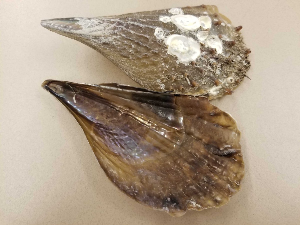 VLMuseum's tweet photo. This is a half-naked pen shell, Atrina seminuda. These are bivalves that build a wedge shaped shell. They can be found on the western Atlantic coast. Find a new mystery here tomorrow! #VLMMystery #valivingmuseum  #penshell #shell https://t.co/p87S3d8B2A